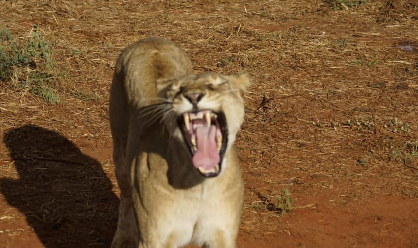 Kenya’s Hidden Paradise: 10 Eco-Tourism Adventures That Will Make You Fall in Love With Nature!